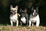 BOULEDOGUE FRANCAIS 1169